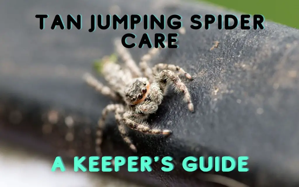 Tan Jumping Spider Care (Platycryptus undatus)