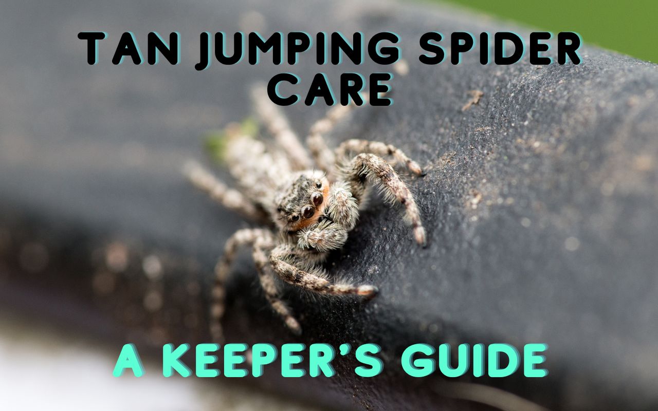 Jumping Spiders Enclosure Setup & Parameters