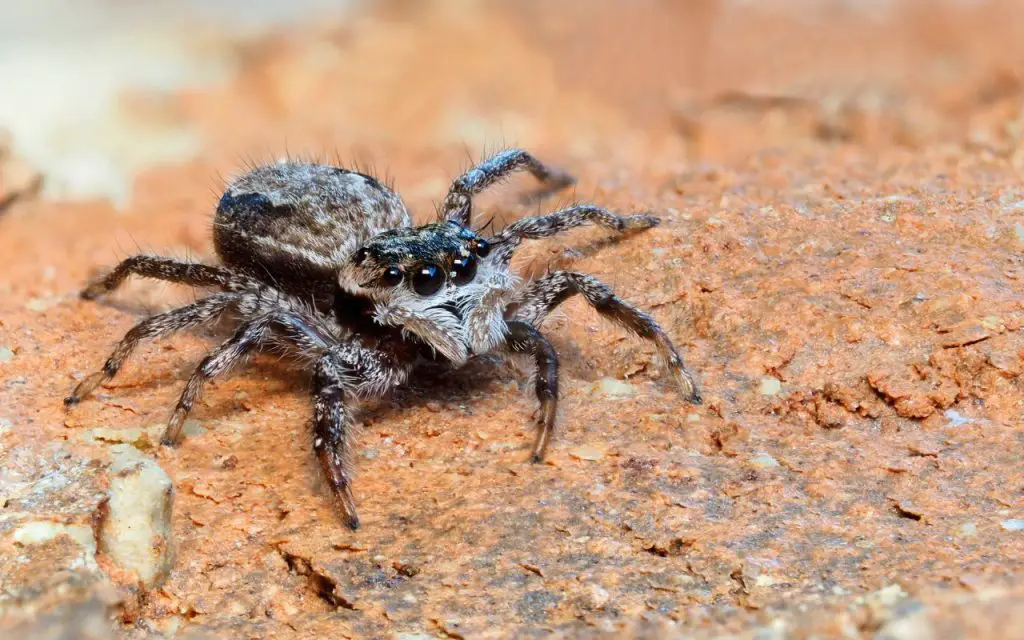 Tan Jumping Spider Care